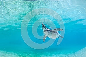 Humboldt penguin underwater.
